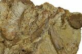 Fossil Dinosaur Bones and Tendons in Sandstone - Wyoming #370701-1